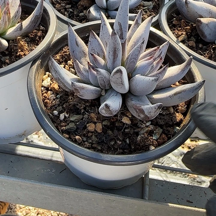 青蛙王子儿童牙膏11