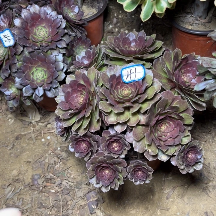 多肉植物黑魔法师41