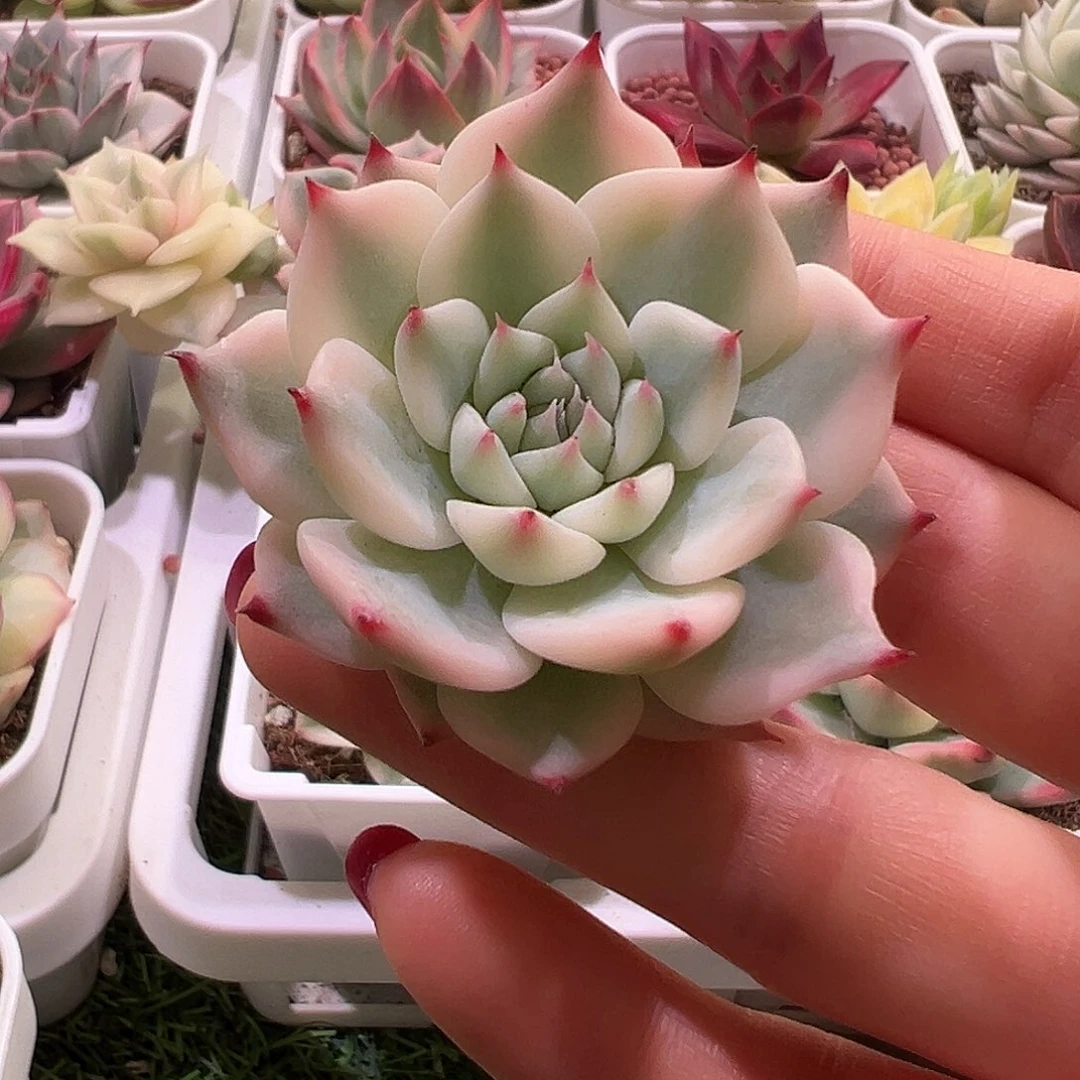 勿***！吉娃娃锦多肉植物