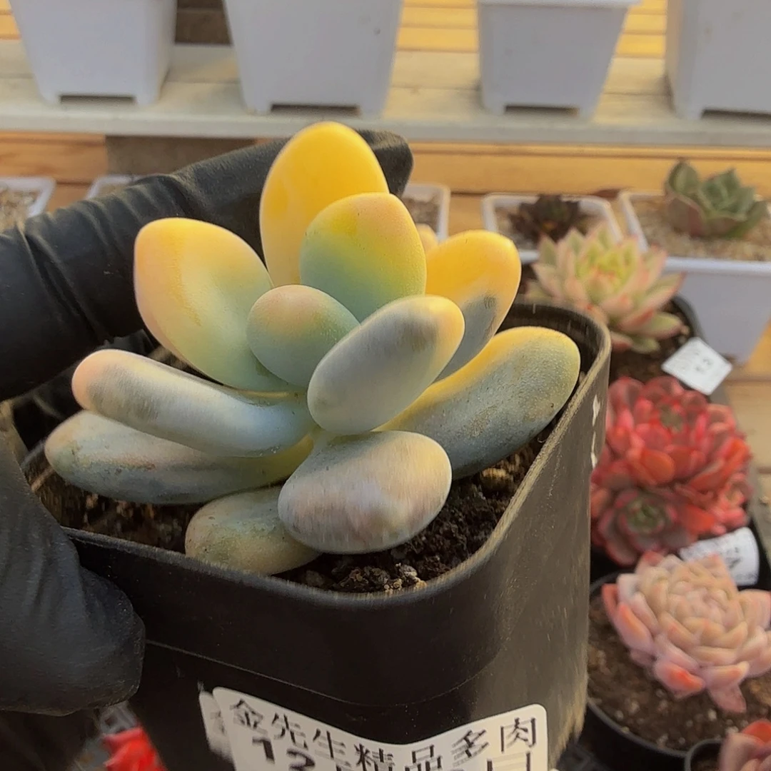 1219-19大叶美人锦