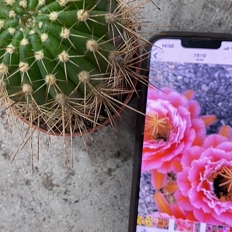 粉桃毛花，5-8公分左右