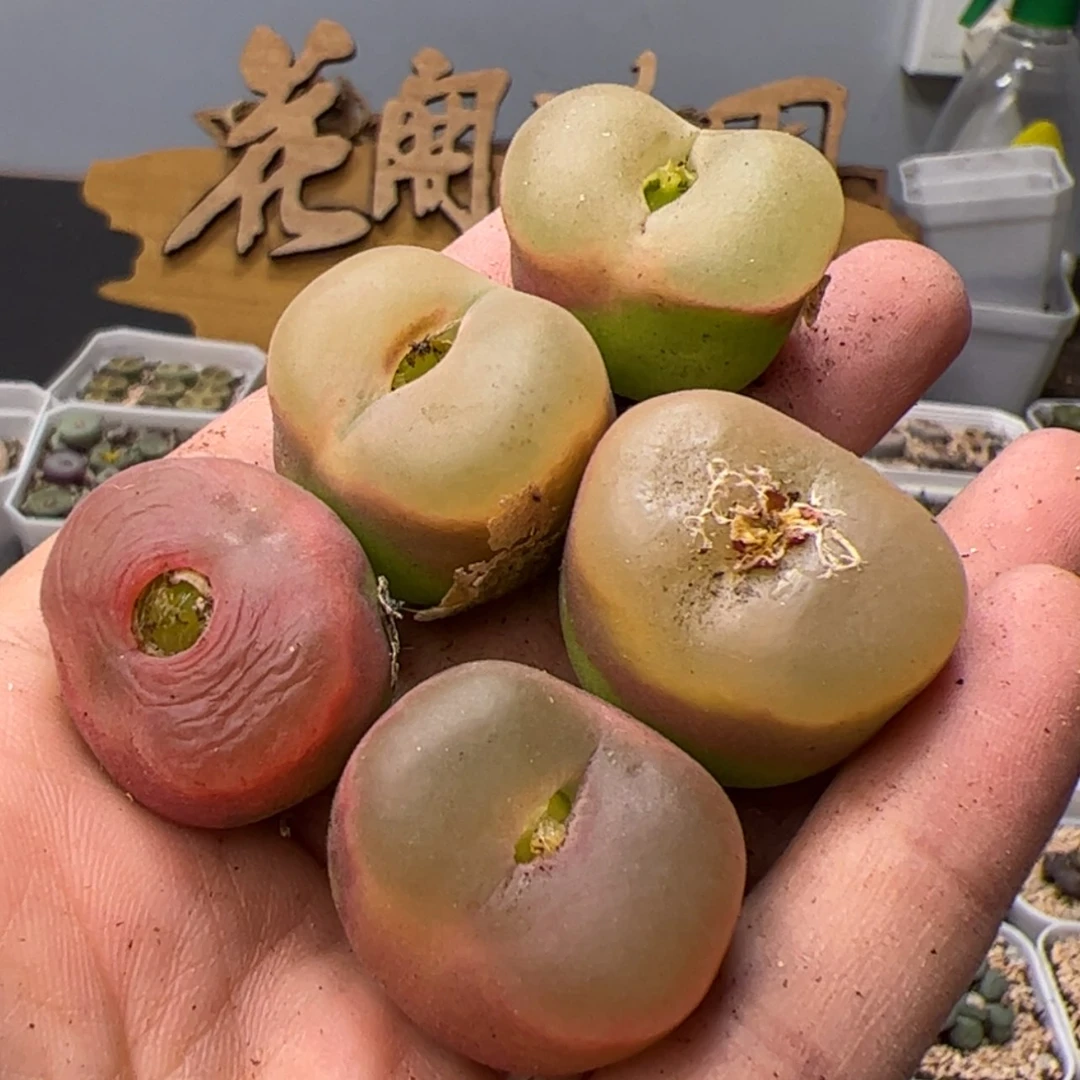 【闪购商品】00000026