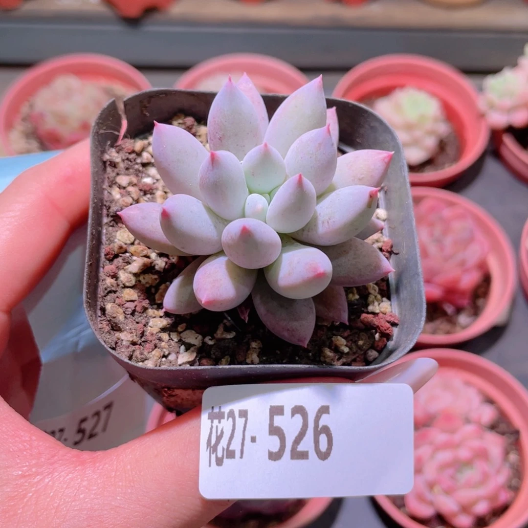 花利美27-526奶瓶