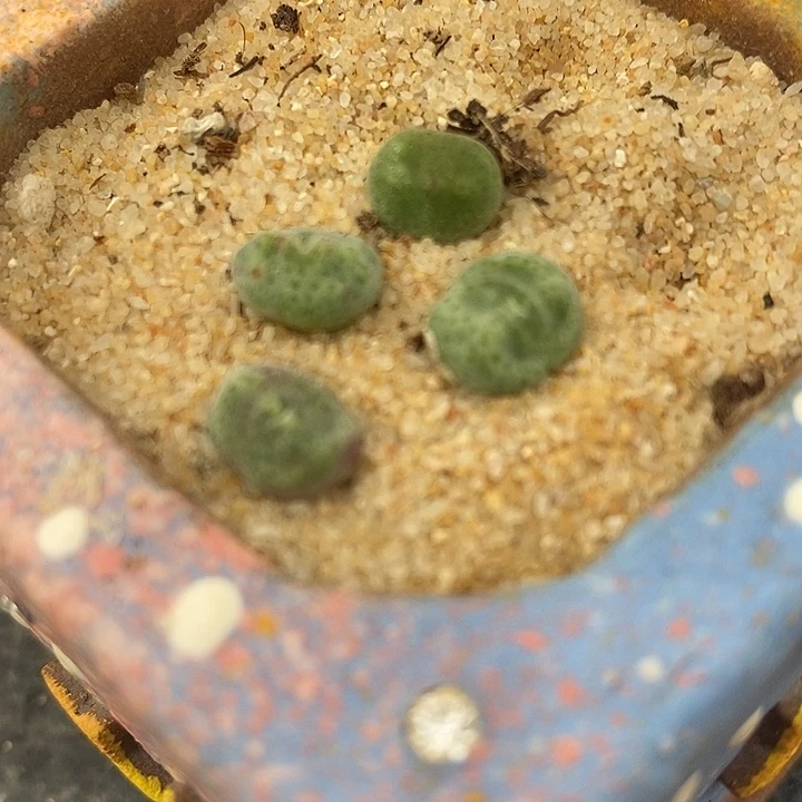 814鬼脸绿豆糕一颗。