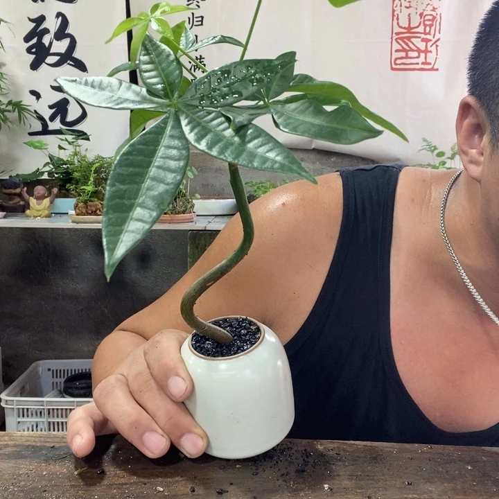 无花朵退款拉黑拉黑25