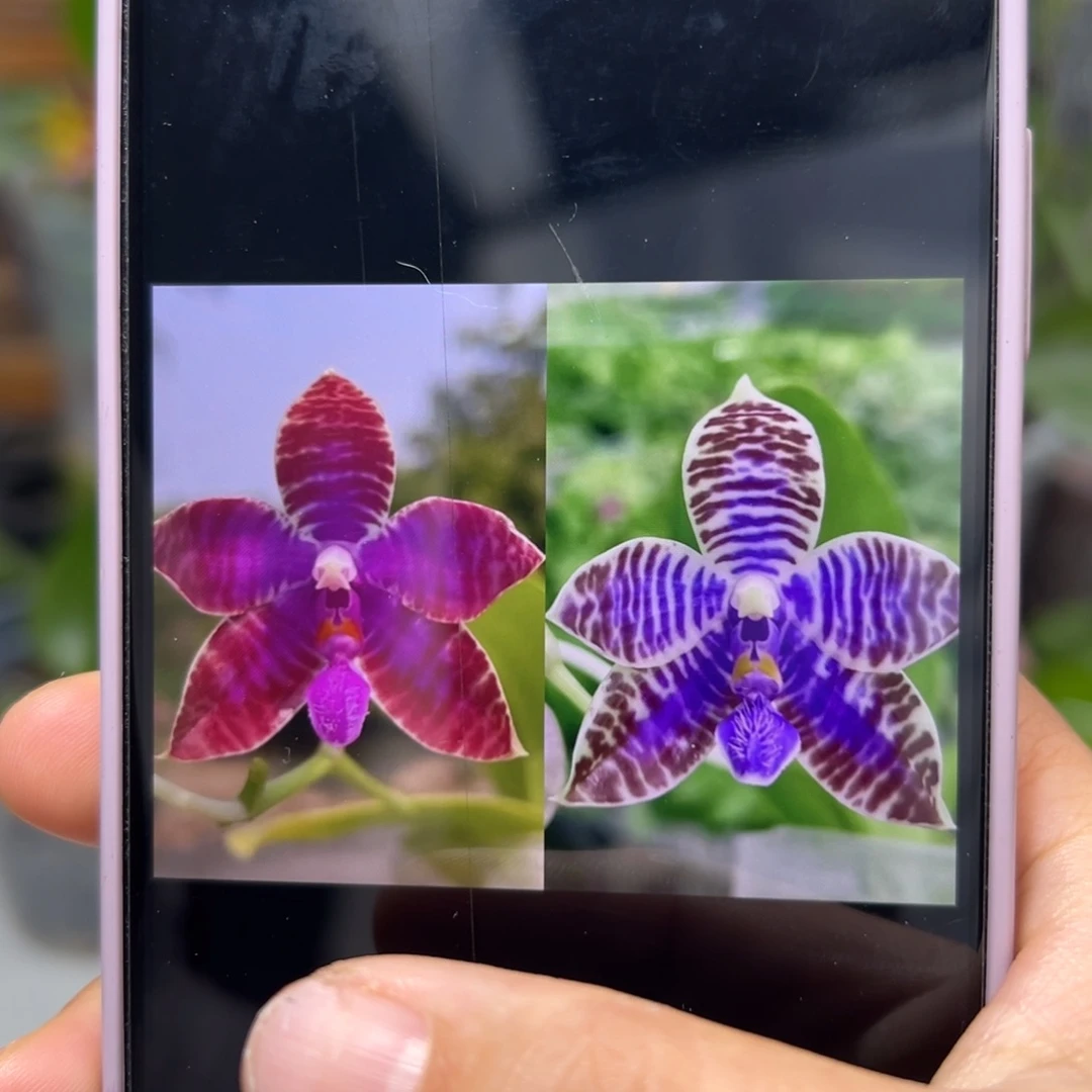 当前无花栽培后可以开花红交蓝路德