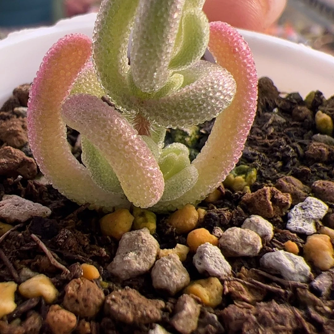 多肉植物枝干紫闪光