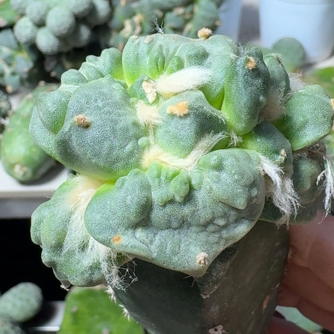 【闪购商品】无花朵幸*5大尤怒涛190