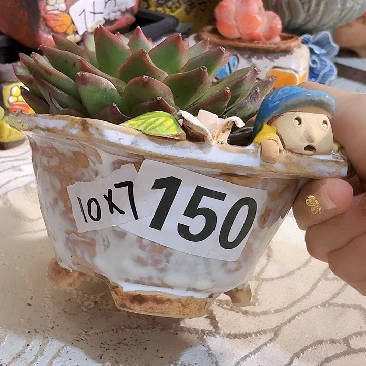 多肉花盆满15包邮