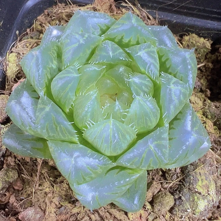 冰川雨露19包邮多肉植物