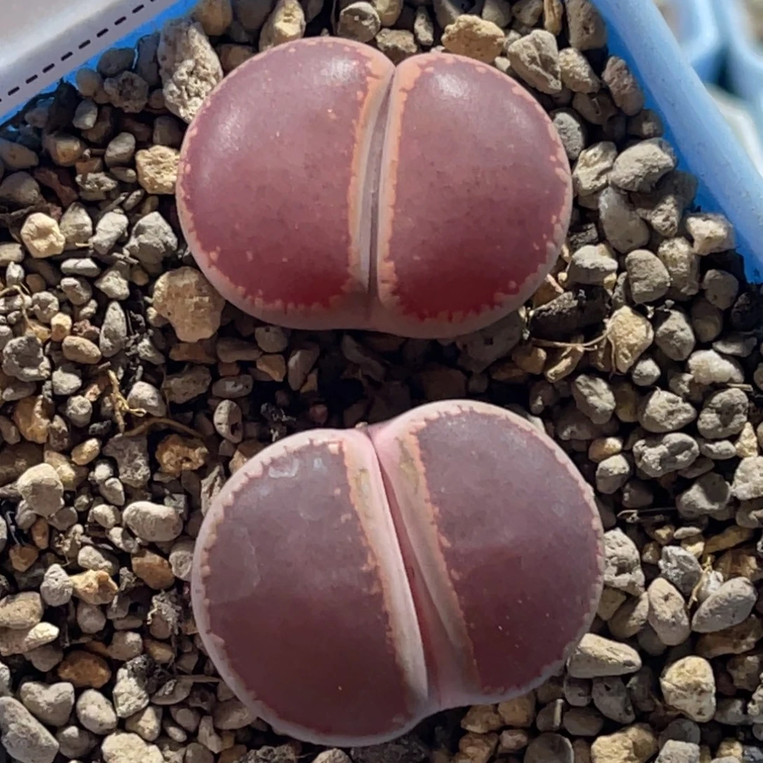 9281比利时ko2尺寸2.4