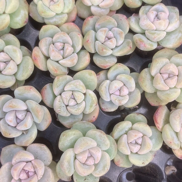 紫心冰玉3颗。 （满9.99包邮不满9.99发叶子）