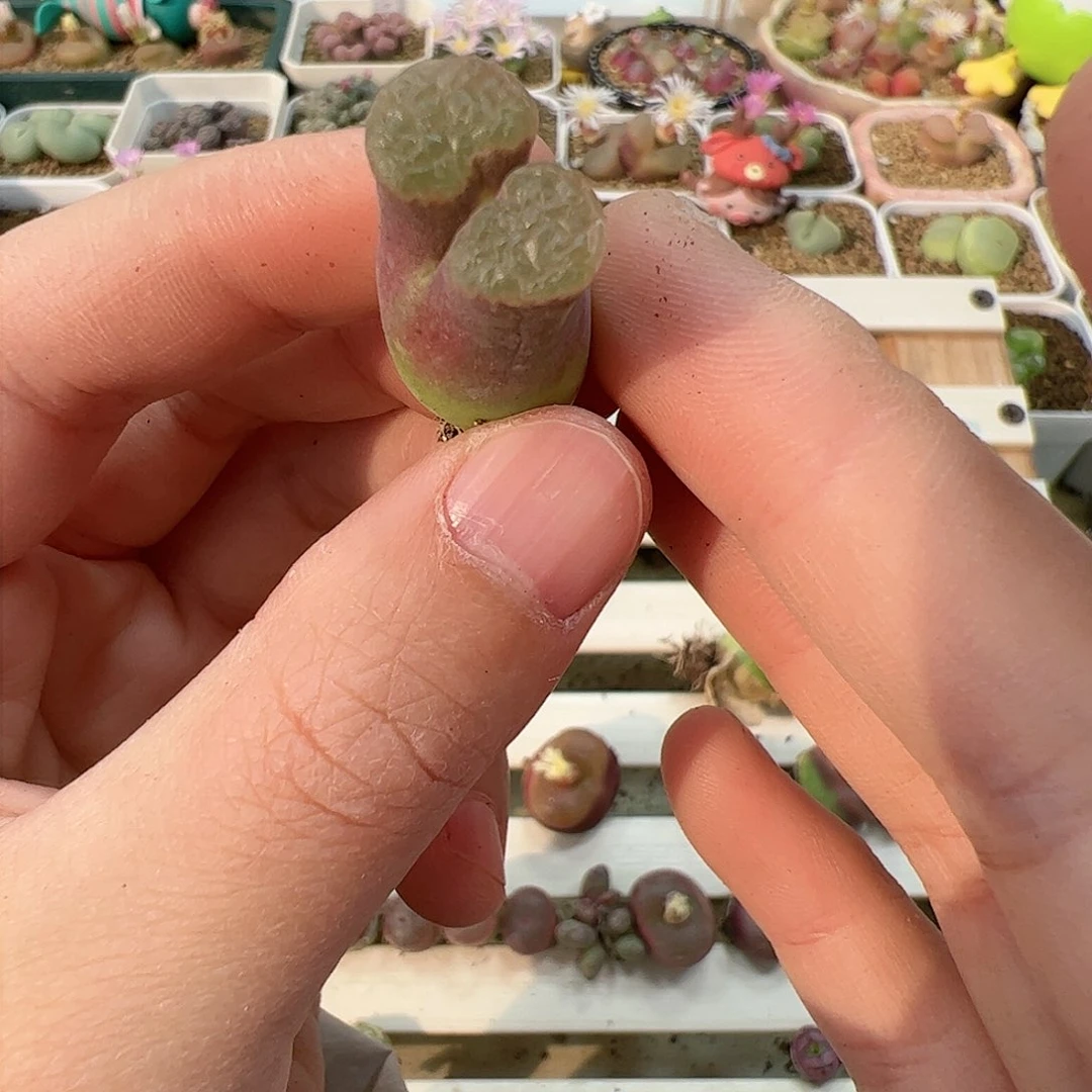 【闪购商品】354 雪花磁铁 福利