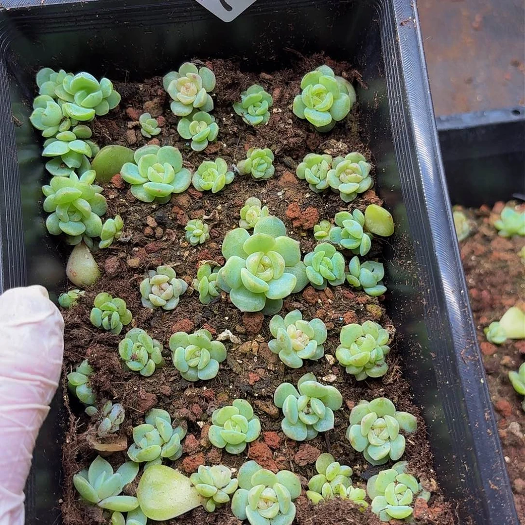 ?*梨多肉植物多肉植物739