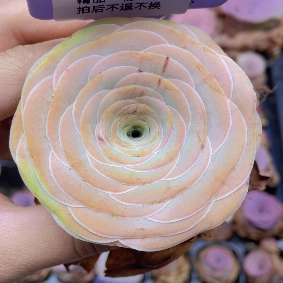山地玫瑰J34微瑕不售后满38包邮裸根发货