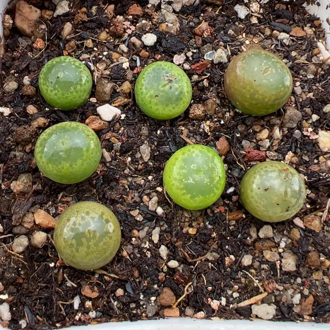 2.5好看的多肉557