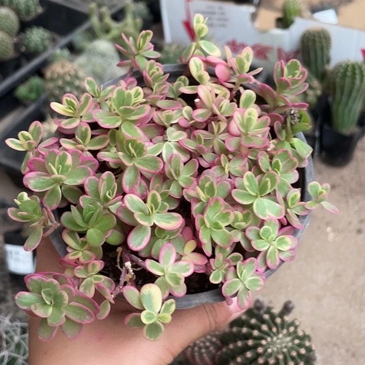 当前无花栽培后可以开花319植物多肉植物