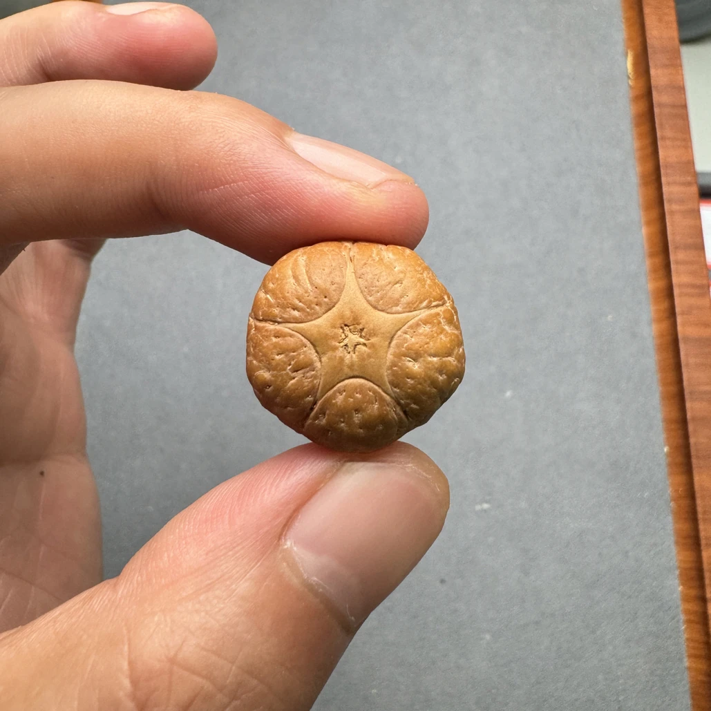 21+五星上将菩提凤眼菩提三通佛头,非质量问题开孔不退