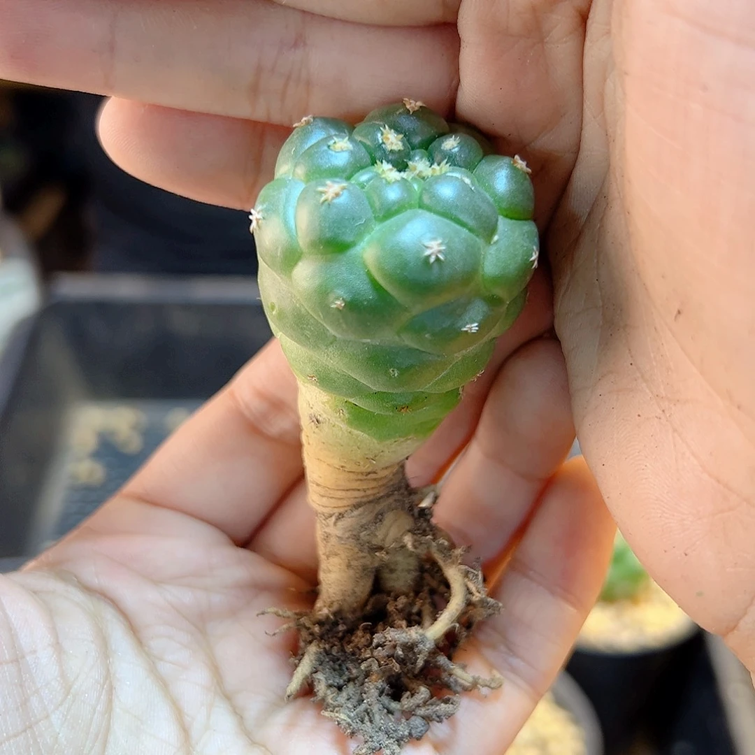 实生短豪刺獠牙3公分带盆