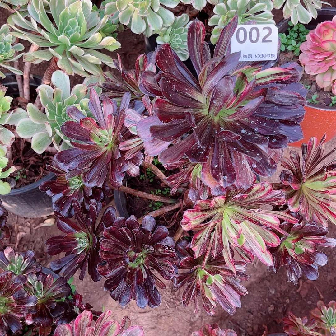 无花朵多肉植物002