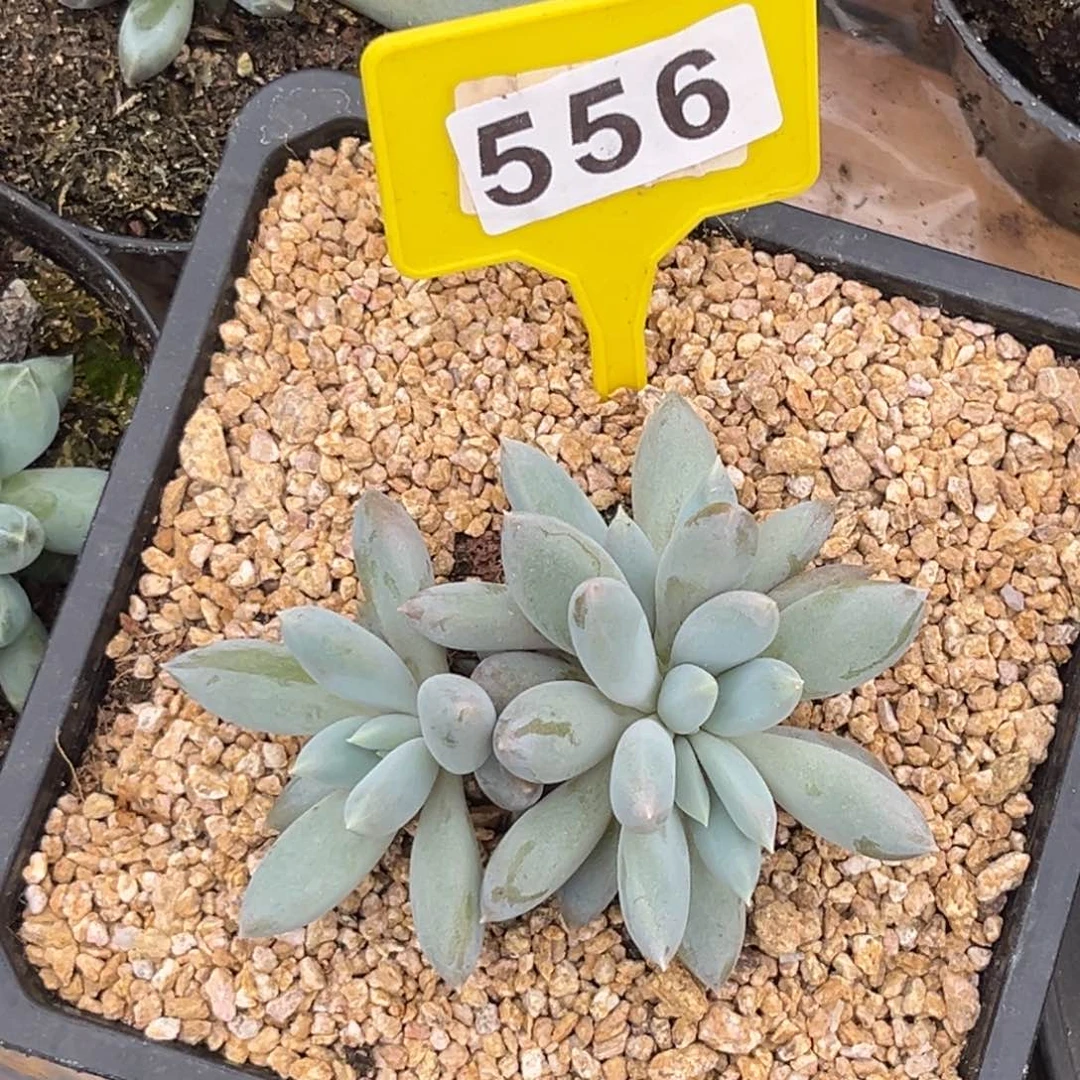 多肉植物哥特群556