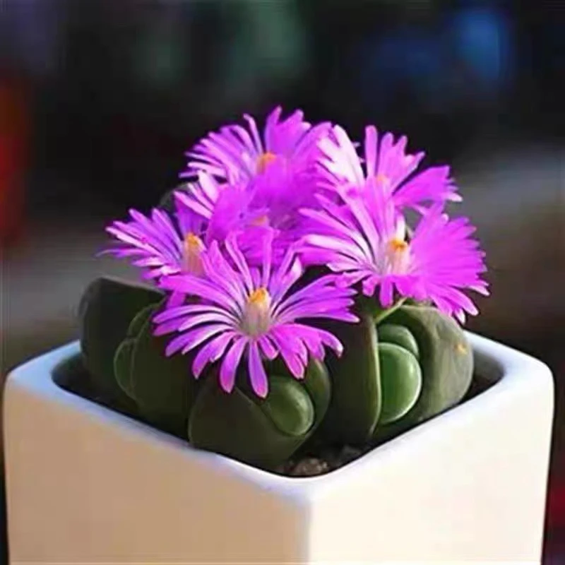 （满15元包邮）无比玉多肉