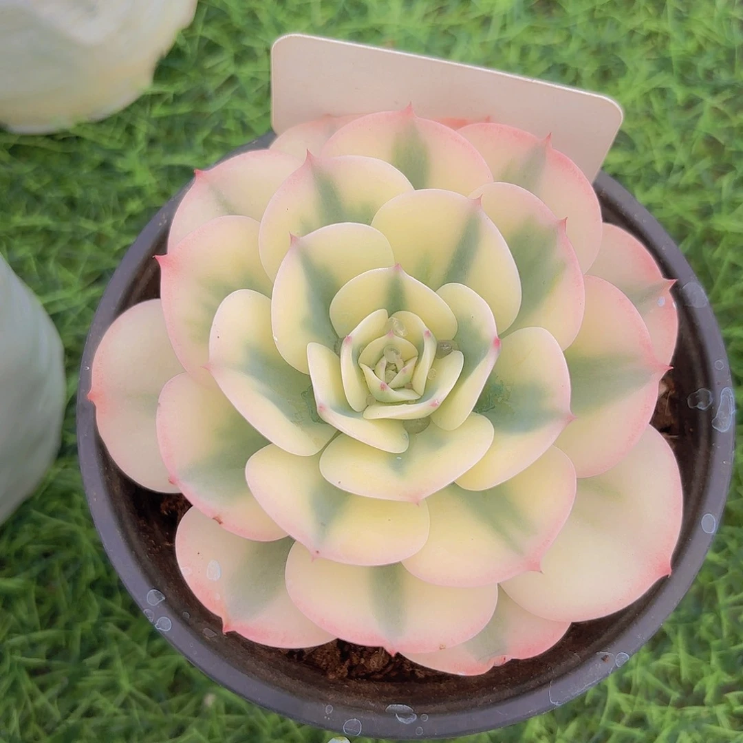 云南金致家精品多肉