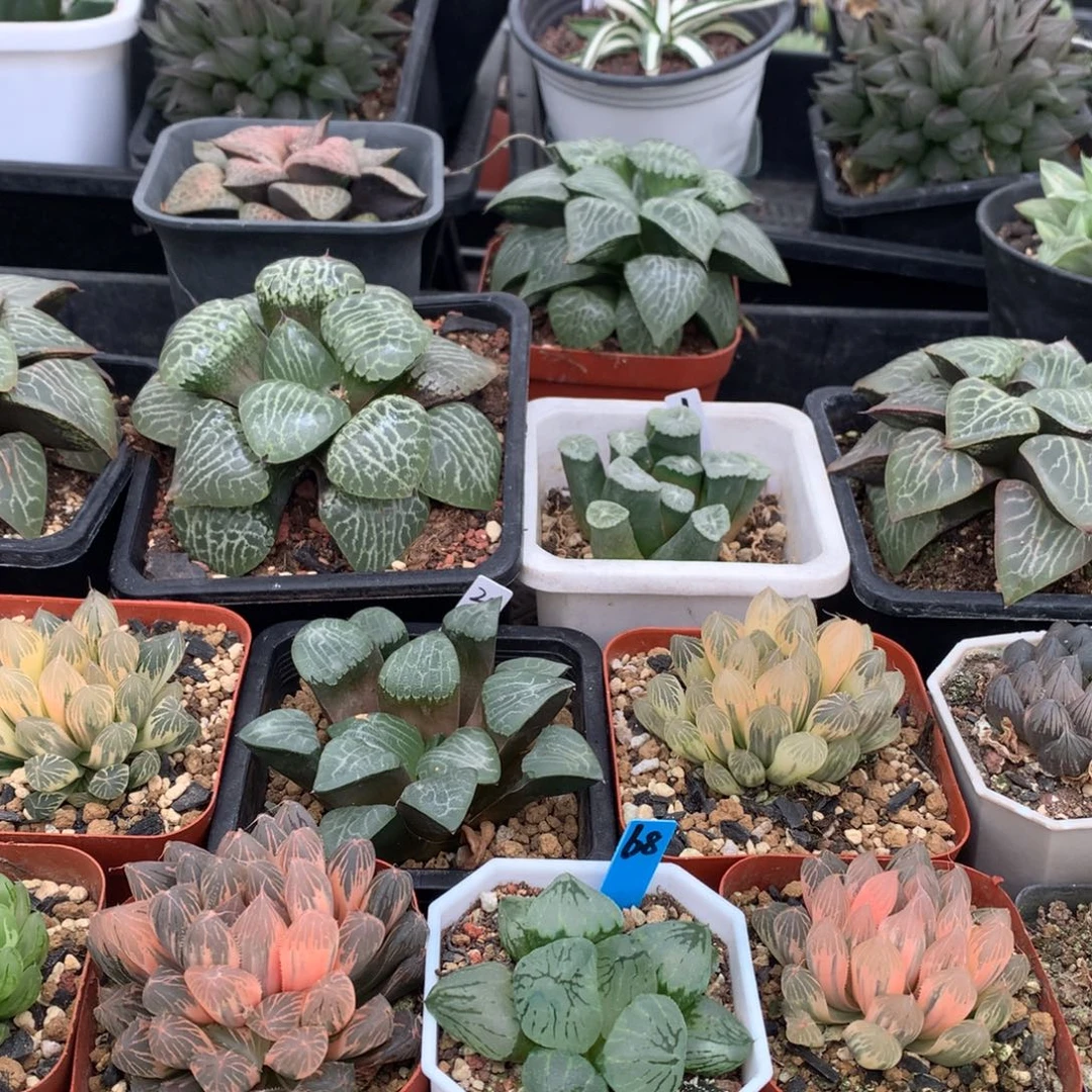 C***c糊斑别系2，白斑，花火