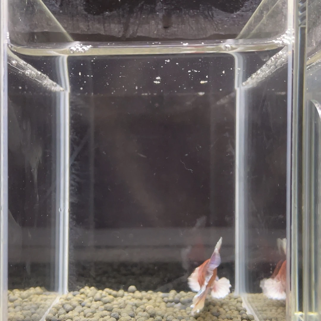 斗鱼15号漫画大耳将军公