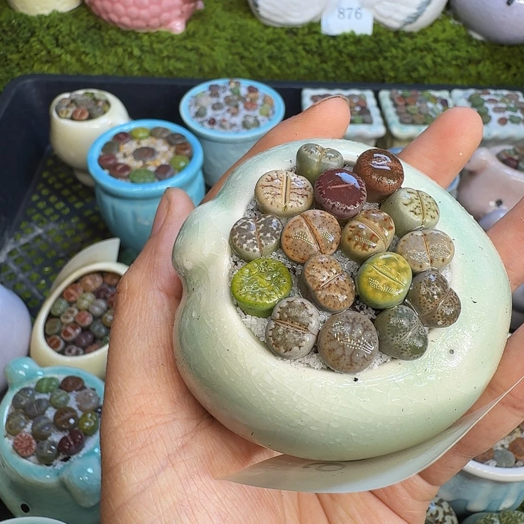 杨***姐多肉植物福利冲902