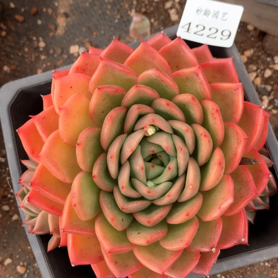 4229杂交多肉植物