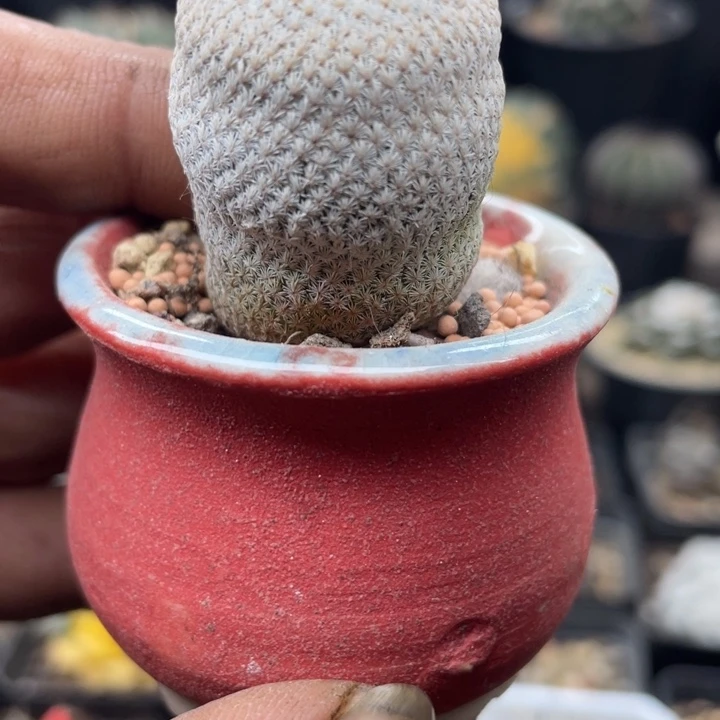 小人帽不含盆脱土