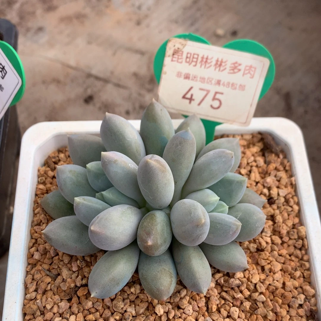 哥特萝莉双头胖体彩体475