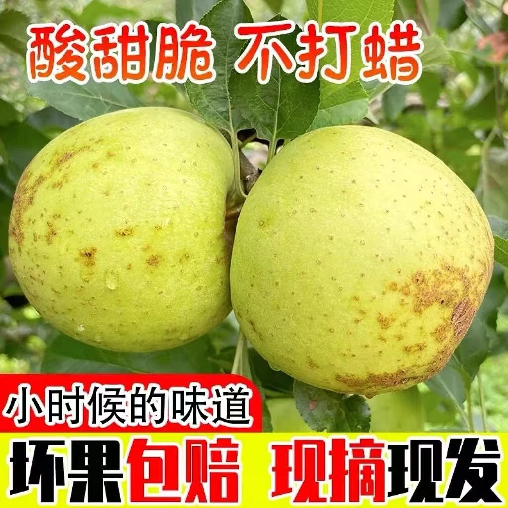 河南正宗黄香蕉苹果黄金帅童年味道水果新鲜酸甜爽口
