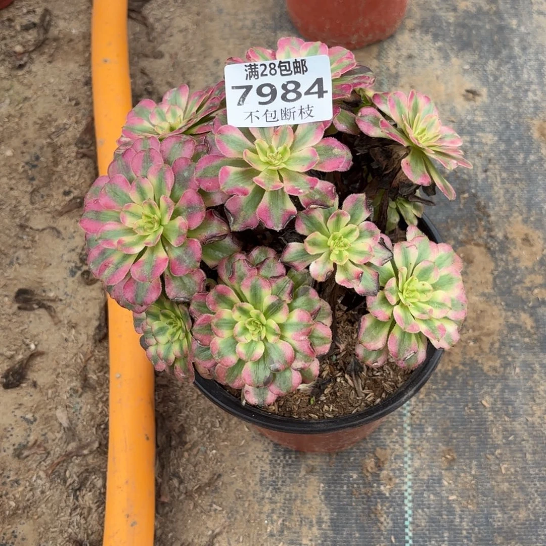 V 7984月蝉多肉，cade