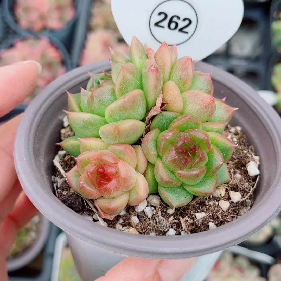 262号小老桩珍妮群