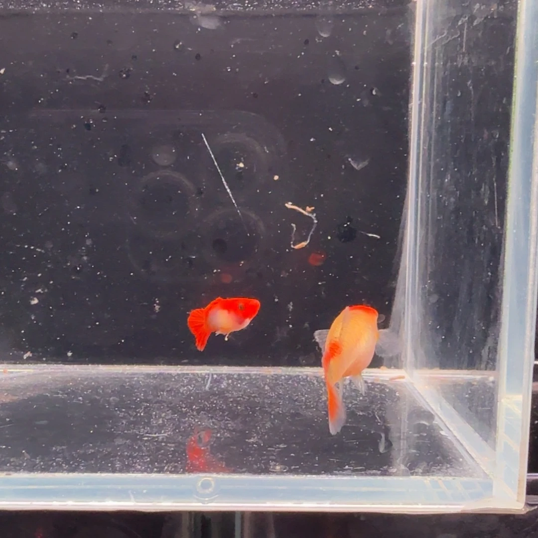 孔雀鱼深海玻璃猫1对