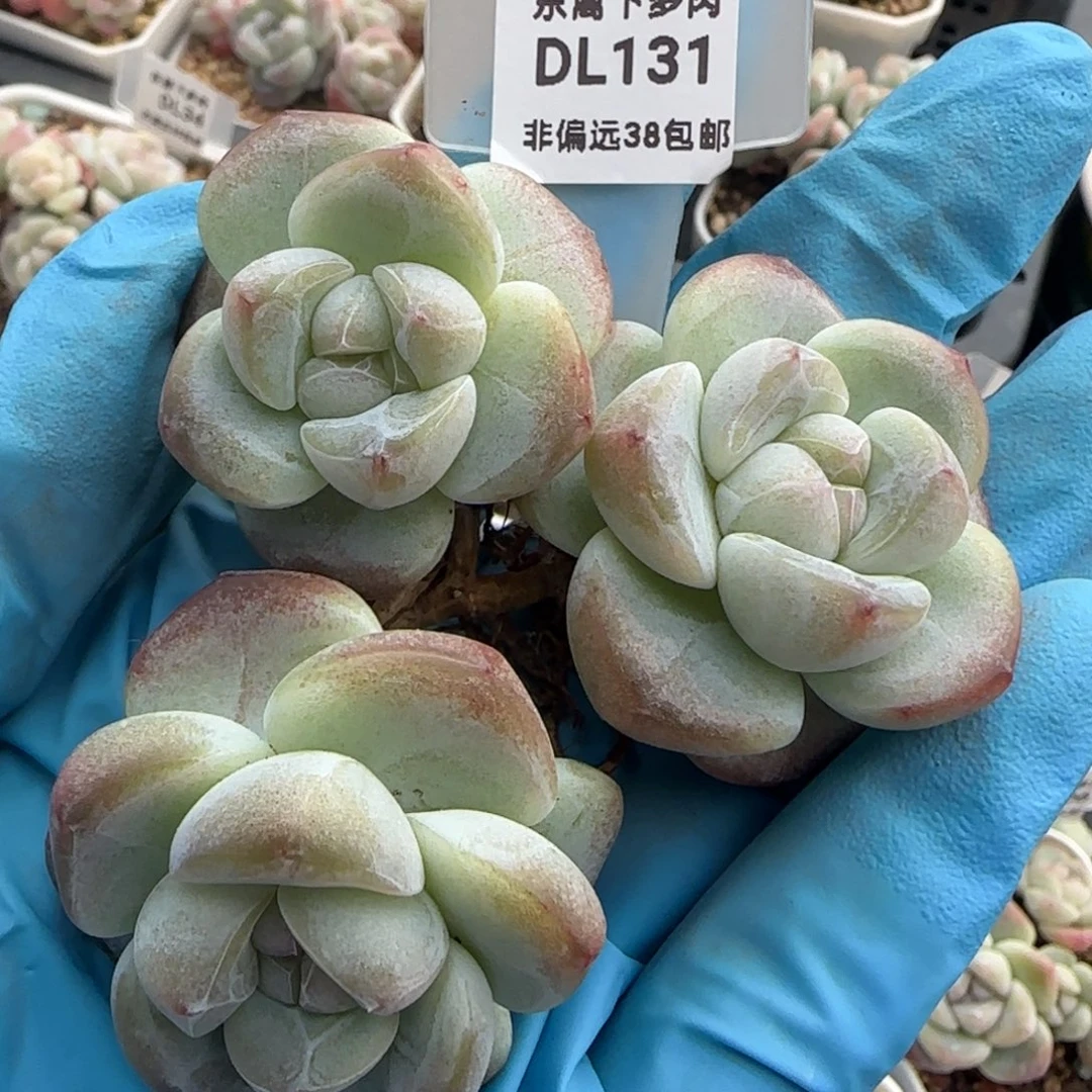 A****o131东篱下多肉植物盆栽