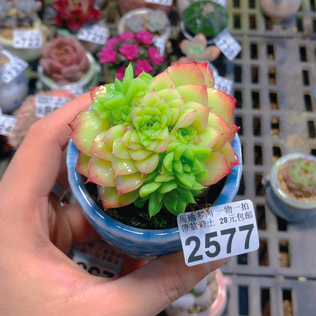 5厘米盆精控多肉2577