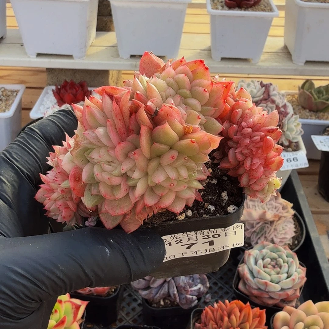 1230-71东云锦缀化