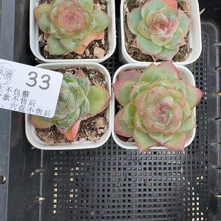 如33图5.5方盆珍妮4颗不售后