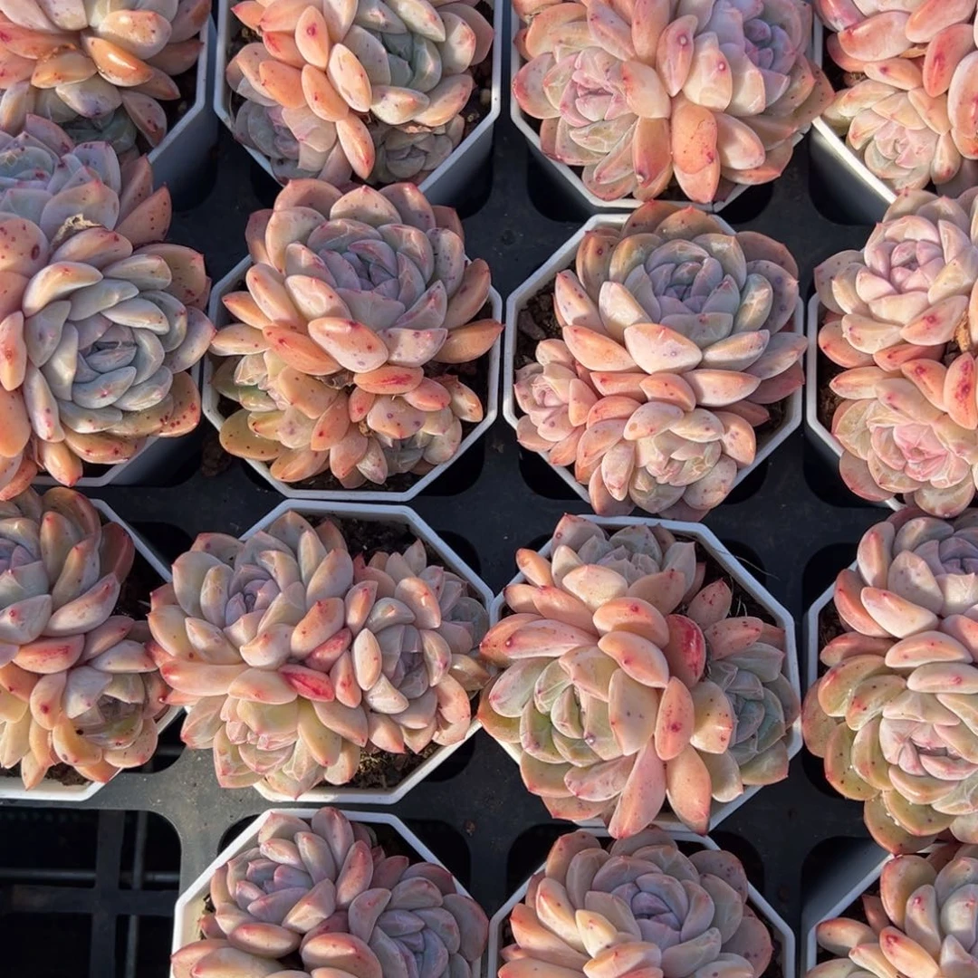 梦幻群一颗量拍多肉满20包邮下午发