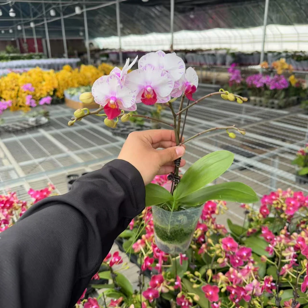 【李先生甄选】（小白甜）蝴蝶兰单花剑带花带花苞