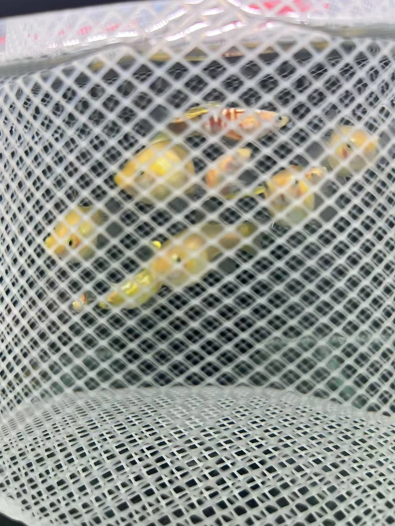 孔雀鱼异形针尾一对（快递签收两小时内没有开箱视频不包损）