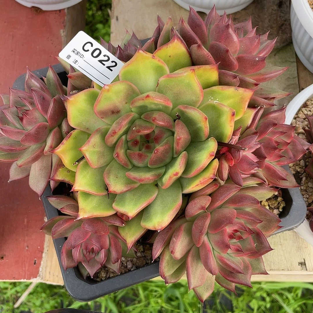 若如东云单拍c022