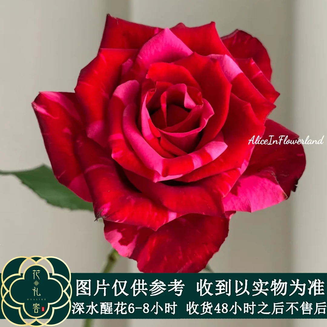 七叶花坊# 【红豹子】鲜花优选 顺丰直发