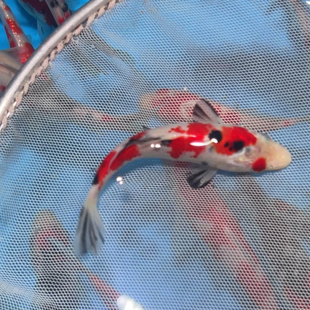 锦鲤锦鲤观赏鱼1111