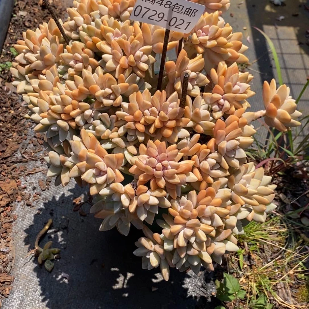 ?***°夏悦多肉0729-21淡雪缀