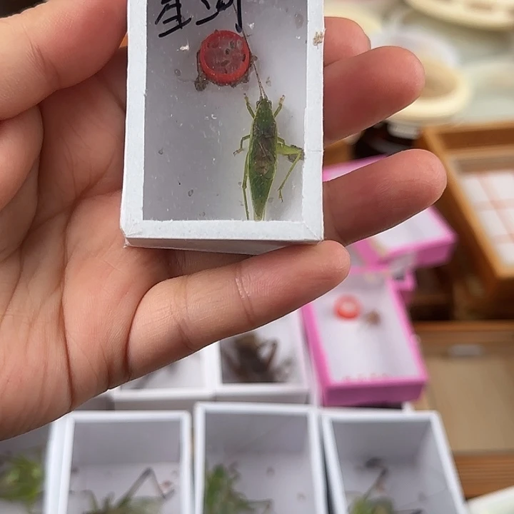 星河……金钟一只………………