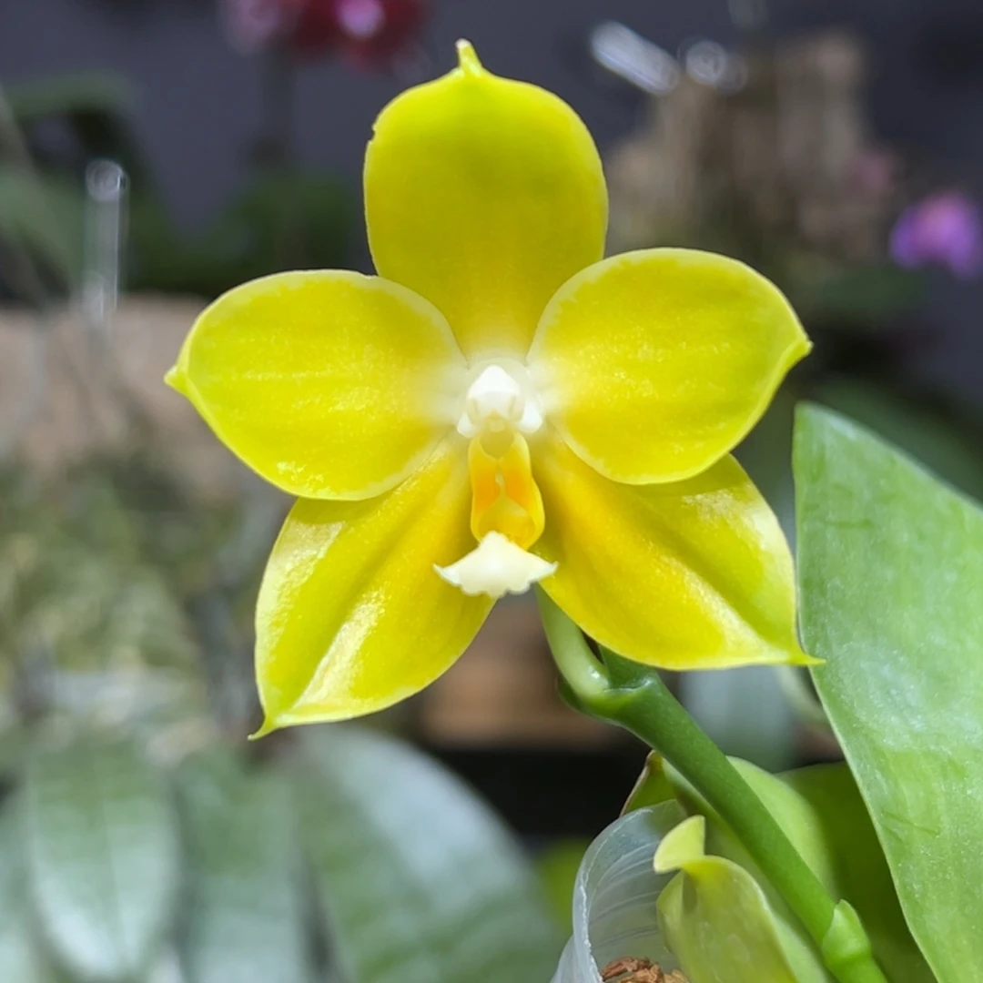 大部分开放少量花苞